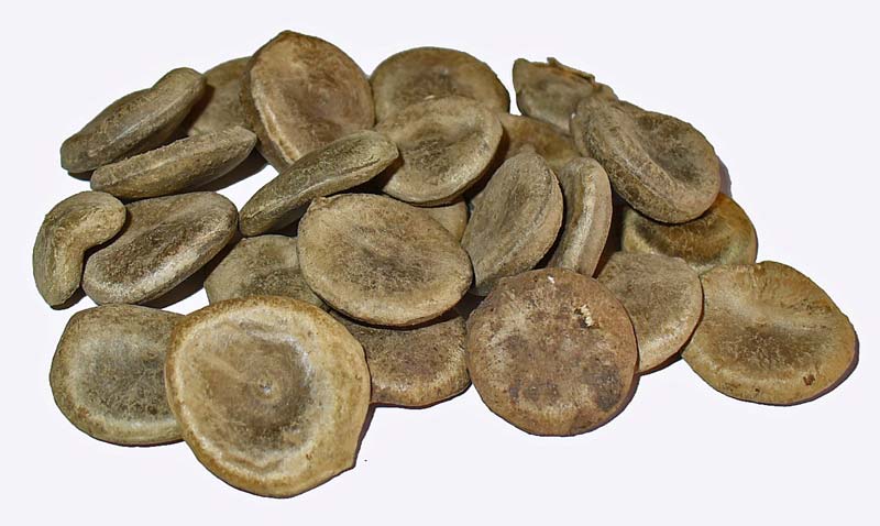 Strychnos Nux Vomica Seeds