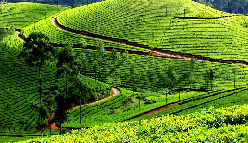 Kerala Tour with Western Ghats