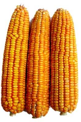 Hybrid Corn