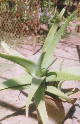 Aloe barbadensis