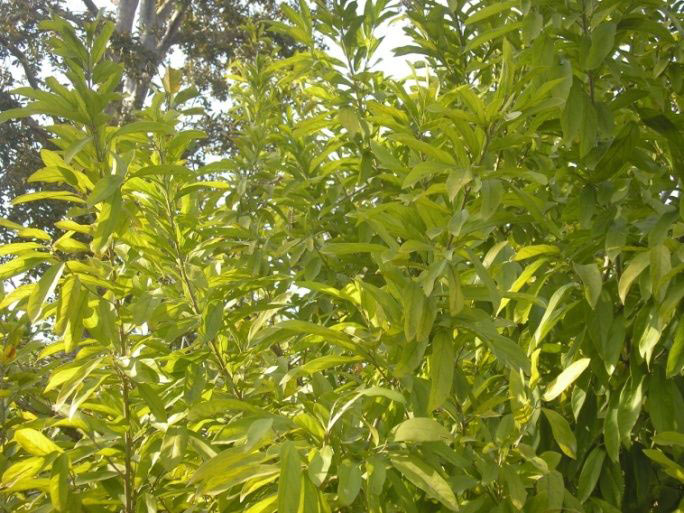 Annona Reticulata Plant