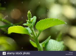 ayurvedic medicinal herbs