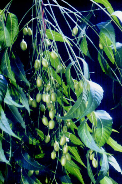 Azadirachta Indica Plant