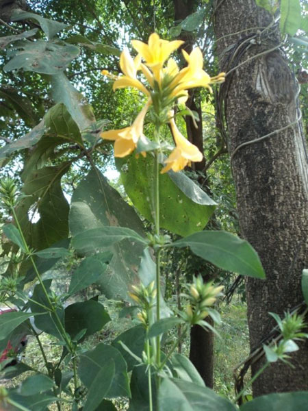 Barleria Prionitis Plant