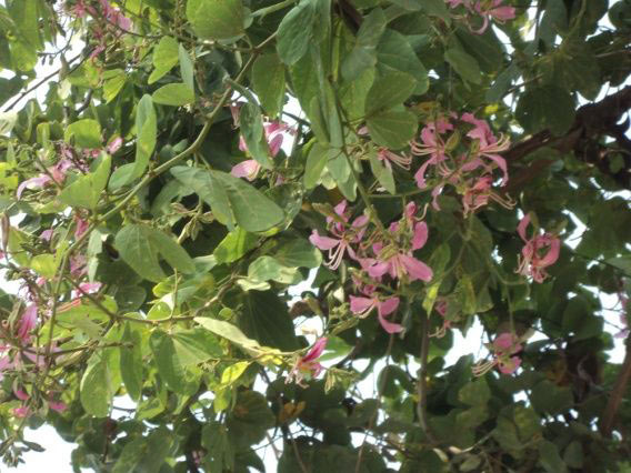 Bauhinia Purpurea Plant