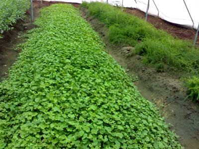 Brahmi Plant - Bacopa Monnieri