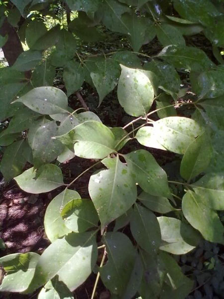 Capparidaceae Plant