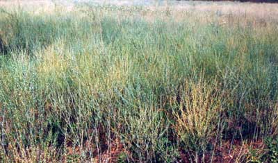 Chandrasur Plant - Lepidium Sativum