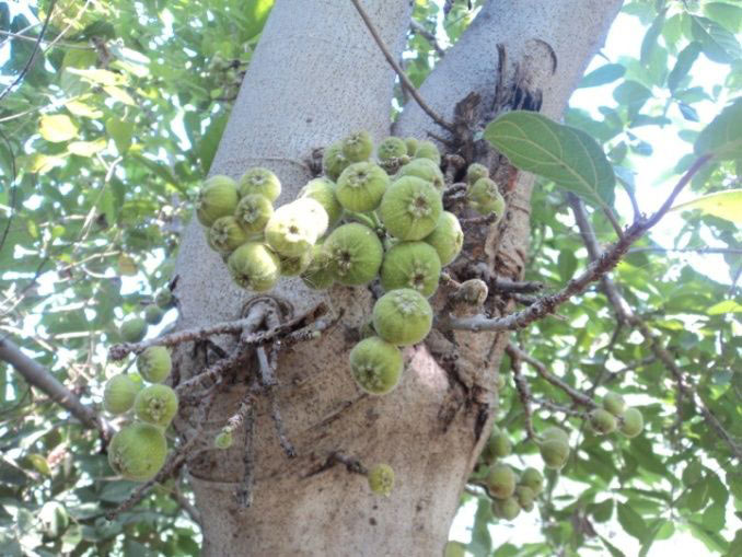 Ficus Glomerata Plant at best price in Nagpur Maharashtra from Shri ...