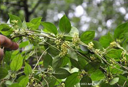 Gymnema Sylvestre Plant