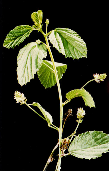 Psoralea Corylifolia Plant