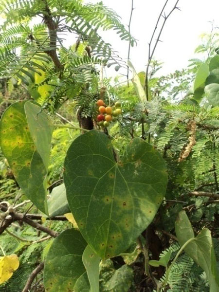 Tinospora Cordifolia Plant