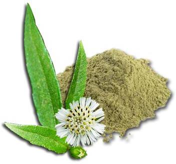 Bhringraj powder, Feature : 100% Natural