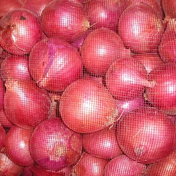 fresh onion