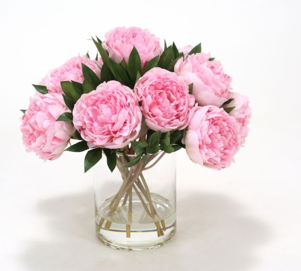 Pink Peonies Plant