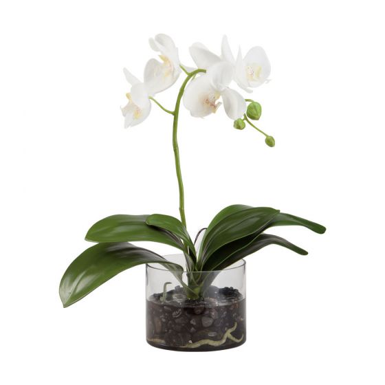 White Phaleonopsis Orchids plant