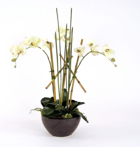 Black Metallic Bowl Container Cream-Green Orchid Plants