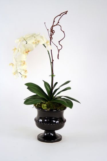 Glossy Black C Cream-White Phalaenopsis Orchid