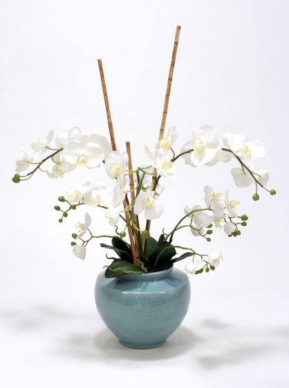 Blue-Cream Ceramic Vase White Phaleonopsis Orchids