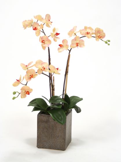 Cream-Pink Phaleanopsis Orchids planter