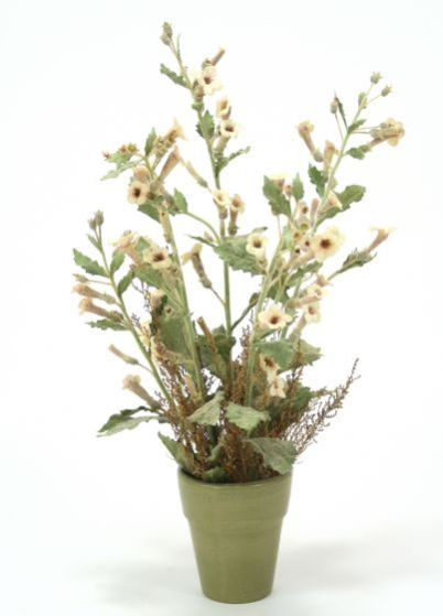 9922 #- FOXGLOVE STEM IN TERRA COTTA POT