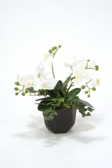 White Phalaenopsis Orchids Bouquet
