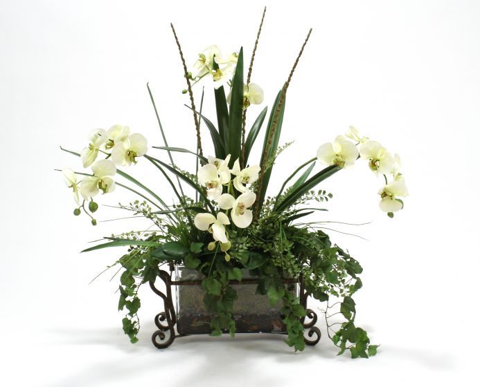 Cream Green Phaleanopsis Orchid Garden