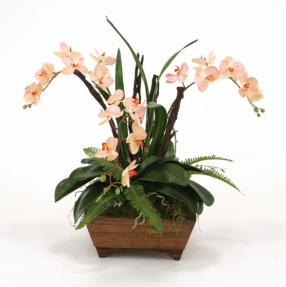 Cream Pink Phaleanopsis Orchid W/ Orchid Foliage