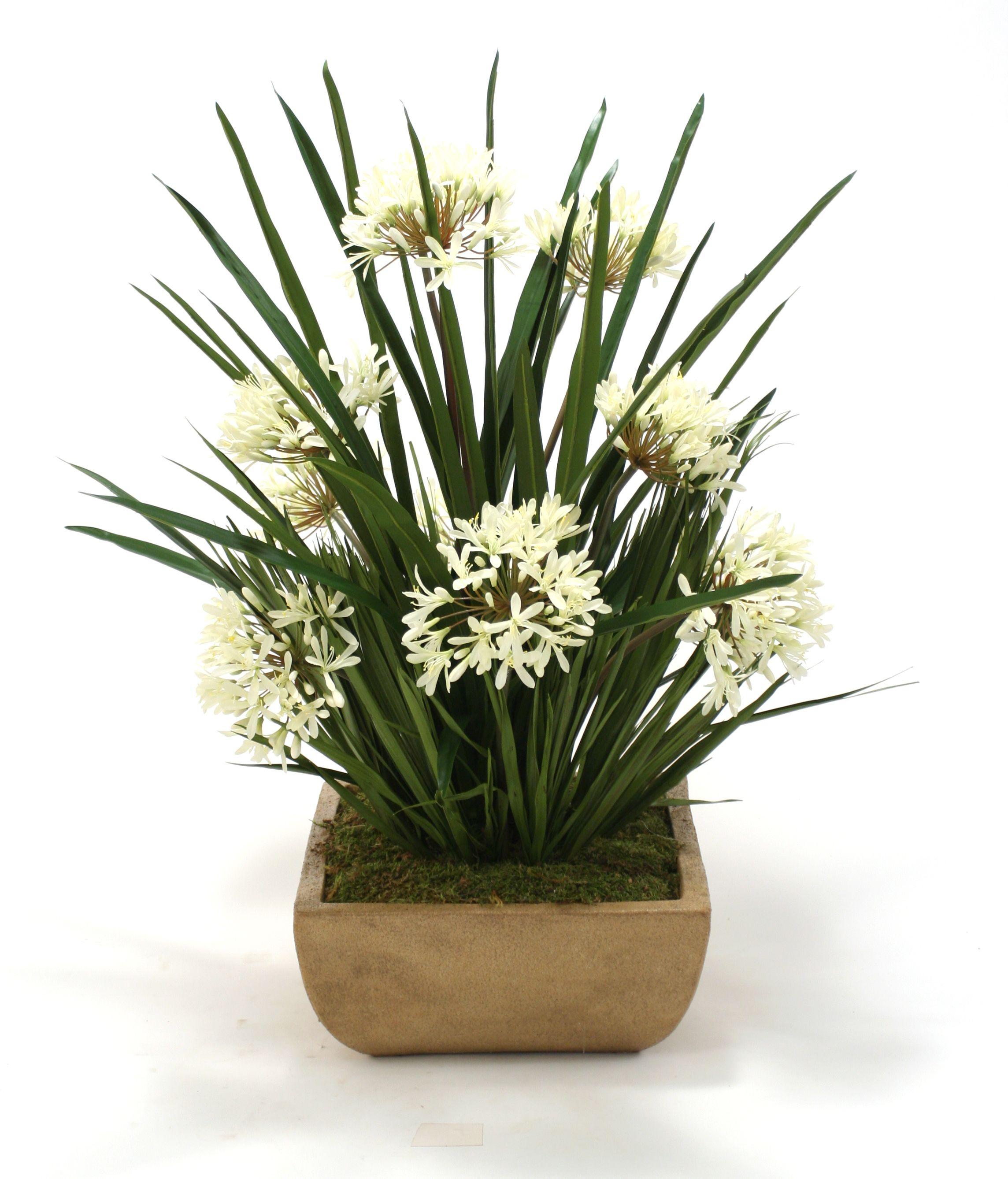 Cream White Agapanthus Flower