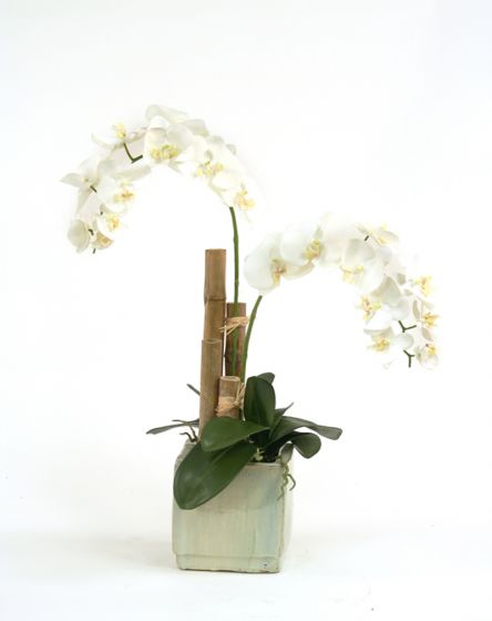 Cream White Phalaenopsis Orchids Flowers Basket
