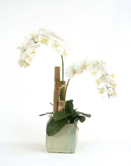 Cream White Phalaenopsis Orchids Flowers Basket