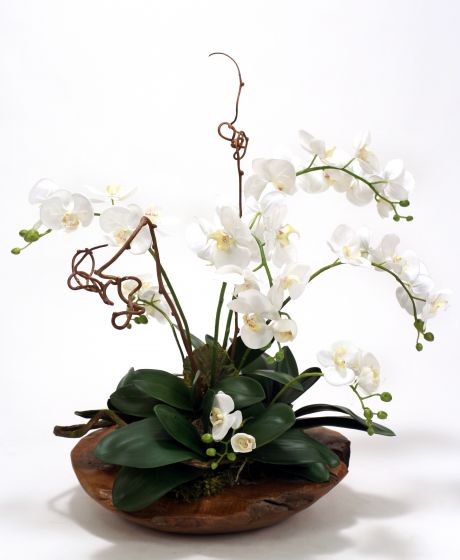 Cream White Phalaenopsis Orchids, Driftwood Nestled
