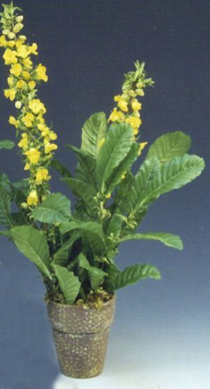 DDA-702A-# - Yellow Lythrum Bush In Brown and Yellow Speckled Pot (Pac