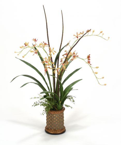 Gold Vanda Orchids with Mixed Foliage