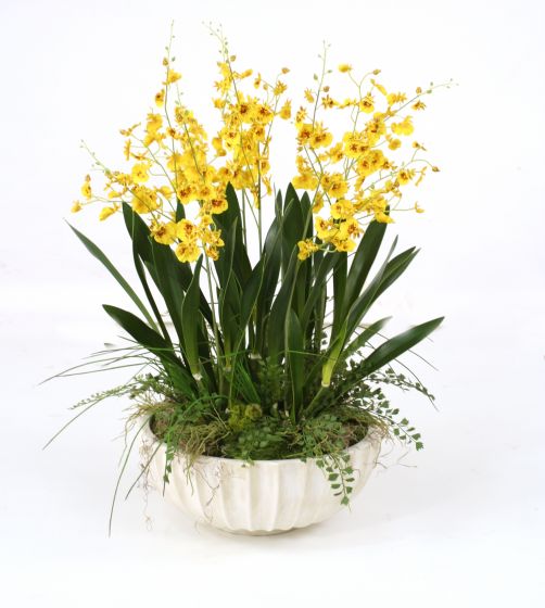 Gold-Yellow Dancing Orchids with Grass