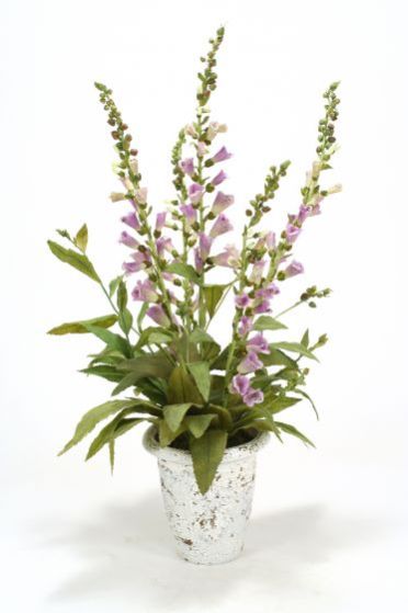 Lavender Foxglove In Embossd Pot