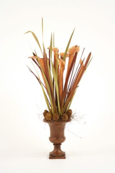 Pitcher Plants W/ Grasses