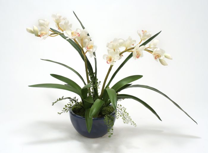 White Cymbidium Orchid Plant