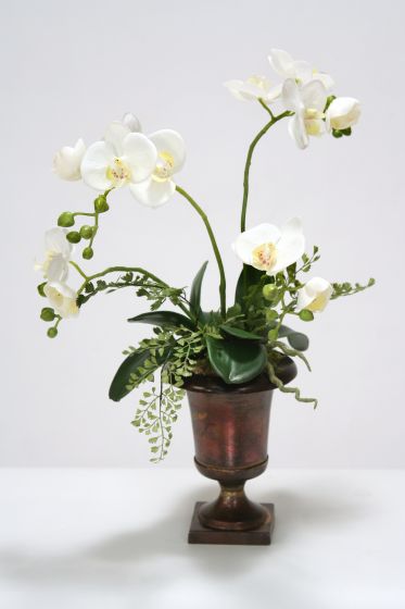 White Phalenopsis Orchid Plant