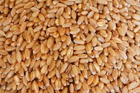 Shraddha Impex wheat