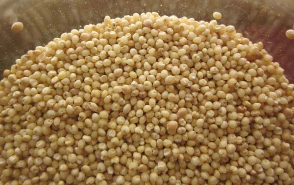 Yellow Millet Seeds at Best Price in Pondicherry | spar exporters
