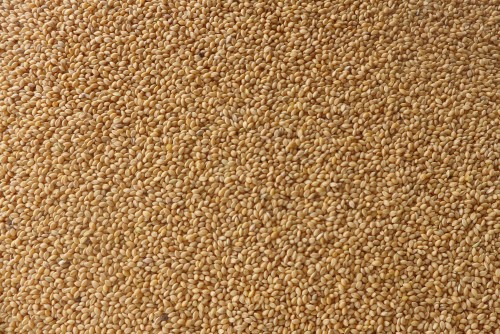 Foxtail Millet- (Thinai Rice)
