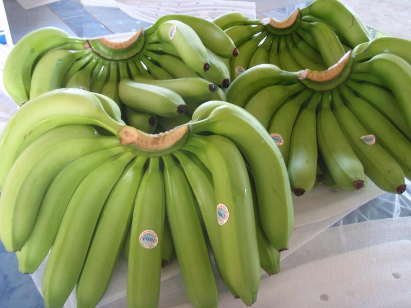 Fresh Cavandish Banana, Variety : GREEN CAVENDISH