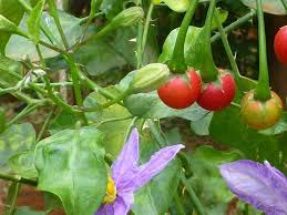 Solanum Trilobatum