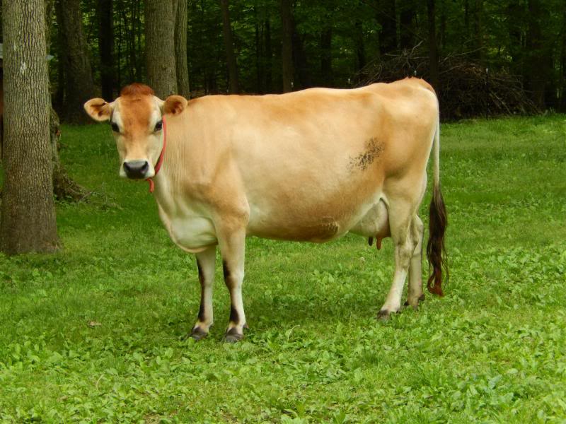 Jersey Cow by Channa Dairy Farm, Jersey Cow from Ludhiana Punjab India