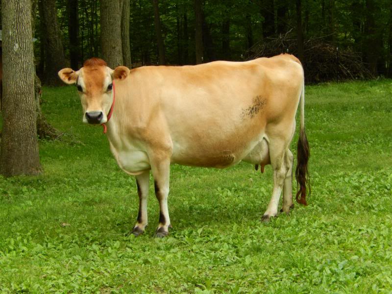 Jersey Cow