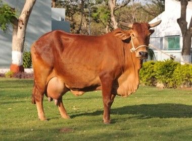 Sahiwal Cow