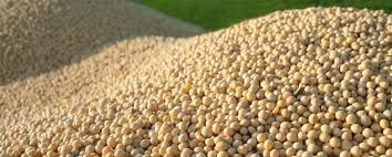 Soybeans