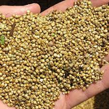 Bajra Seeds