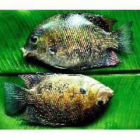 dhoma fish